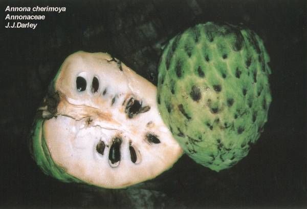 cherimoya1.jpg (30672 bytes)