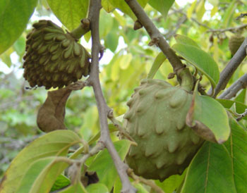 cherimoya2.jpg (51171 bytes)