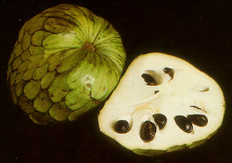 cherimoya4.jpg (26080 bytes)