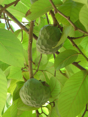 cherimoya5.jpg (51124 bytes)