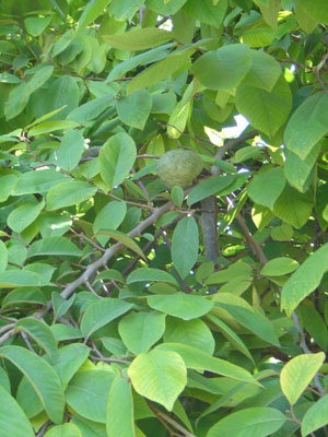 cherimoya6.jpg (66832 bytes)