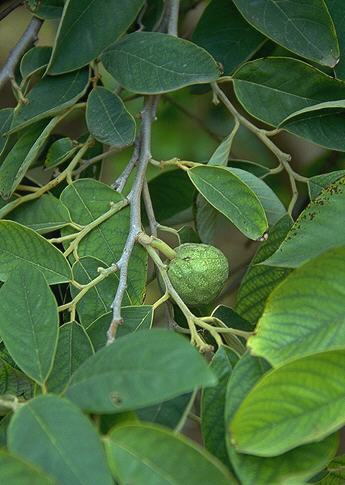 cherimoya7.jpg (33781 bytes)