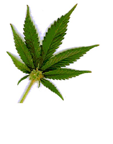 cannabis-leave.jpg (34534 bytes)