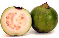 guava1.jpg (3762 bytes)