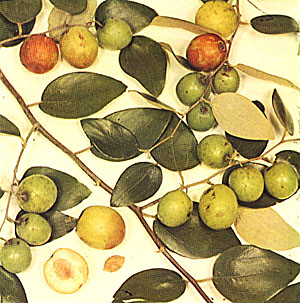 indian-jujube.jpg (58189 bytes)