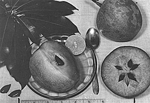 sapodilla-1.jpg (26966 bytes)